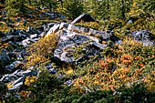 Valle di Rhemes, colori autunnali del sottobosco.